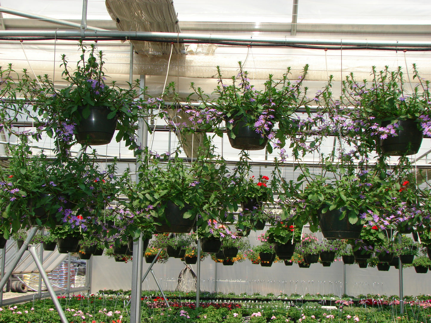 assemblies for hanging basket irrigation