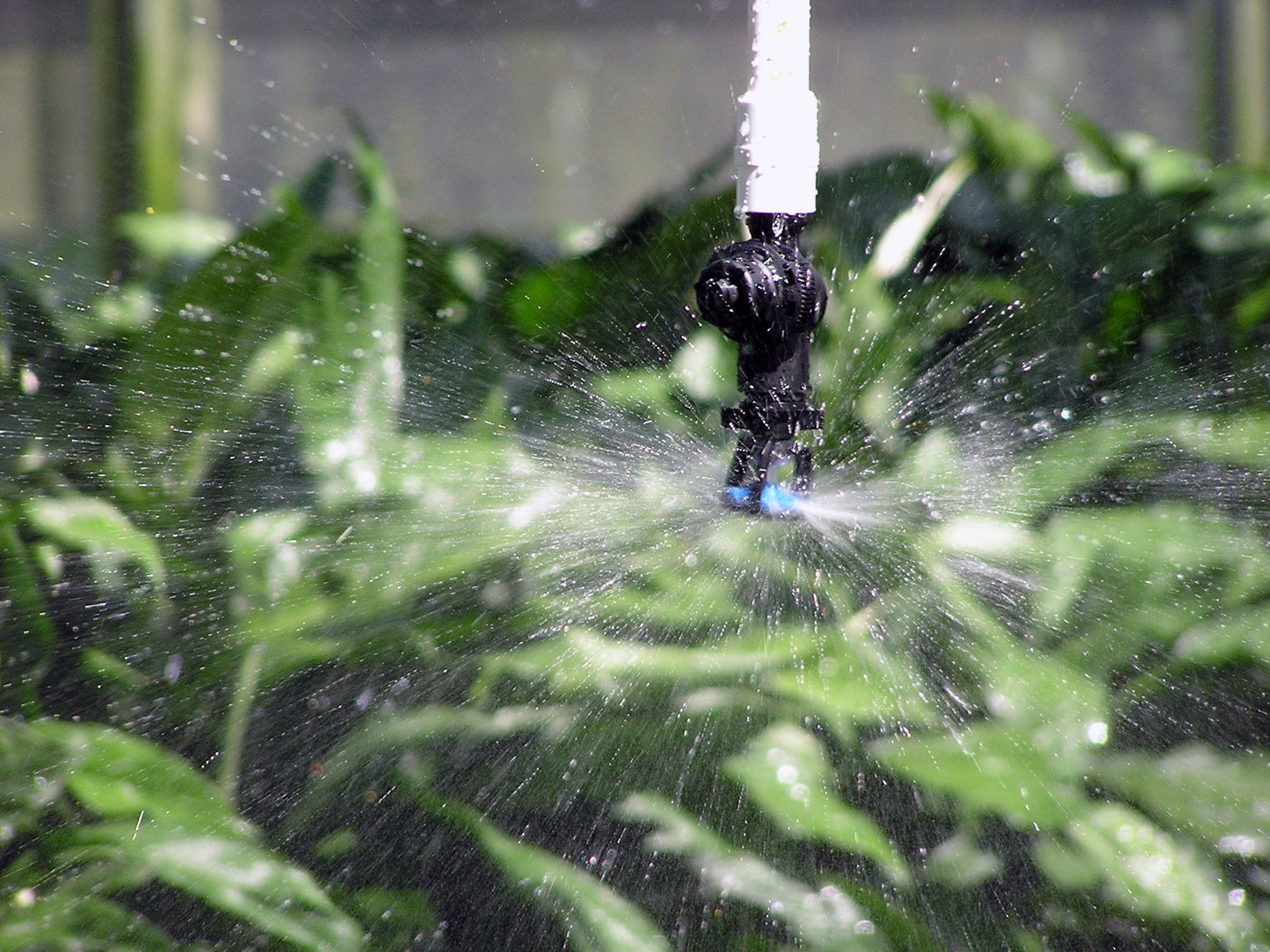 inverted senninger mini-wobbler sprinkler for irrigation