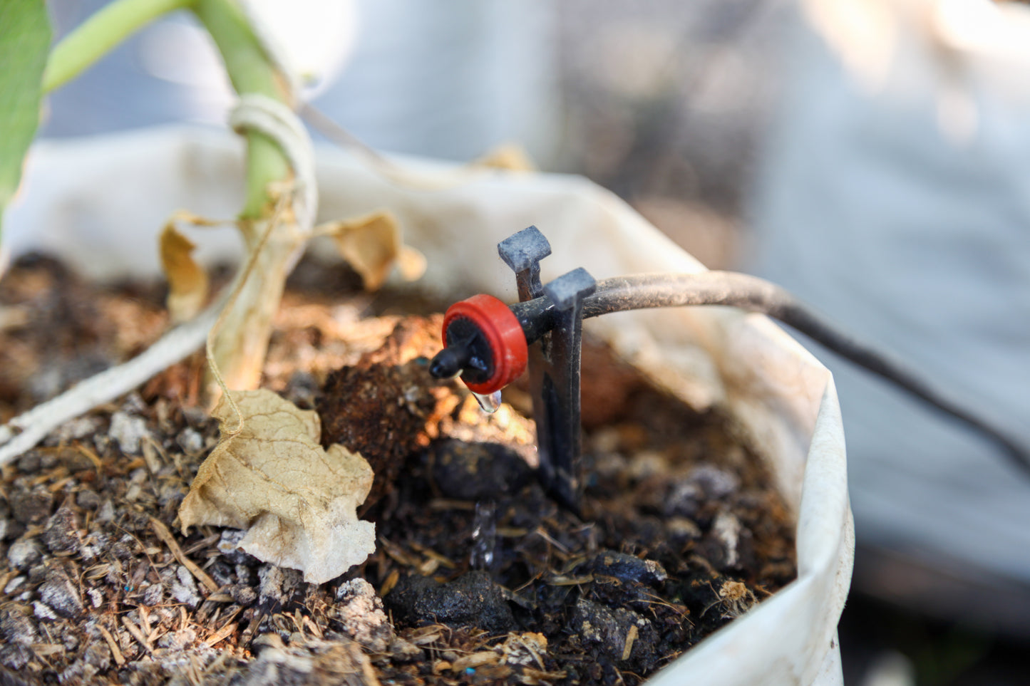 Rain Bird Xeri-Bug Drip Emitters - .5 gallon, 1 gallon and 2 gallon - Gra-Mac Irrigation
