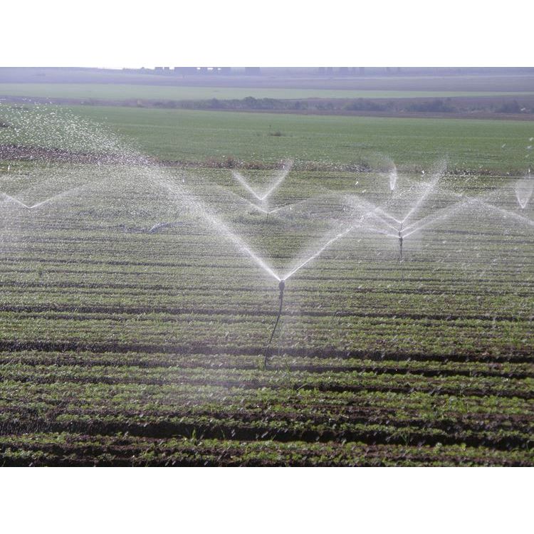 a sprinkler spraying water on a field of crops