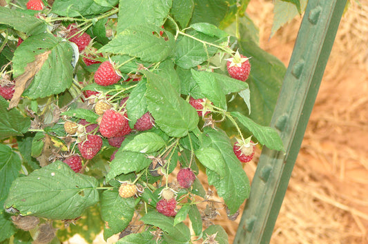 Strawberry Updates on Neo-P from NC Strawberry Association