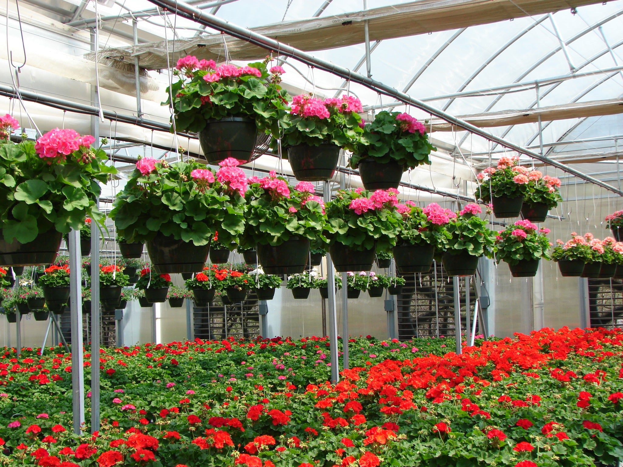 Greenhouse system with hanging basket assemblies by Netafim.  Also available are foggers, misters, drop assemblies, spray stakes, spray stake assemblies, multi-outlet dripper systems, garden drip kit and garden irrigation systems, and overhead sprinklers