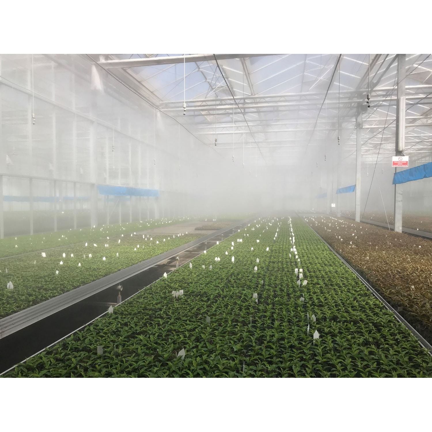 foggers in greenhouse