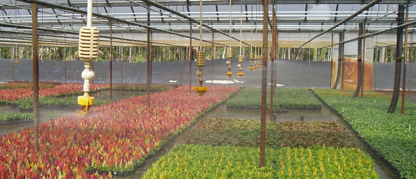 a large greenhouse filled with lots of plants
